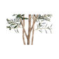 Olive Tree | 7'