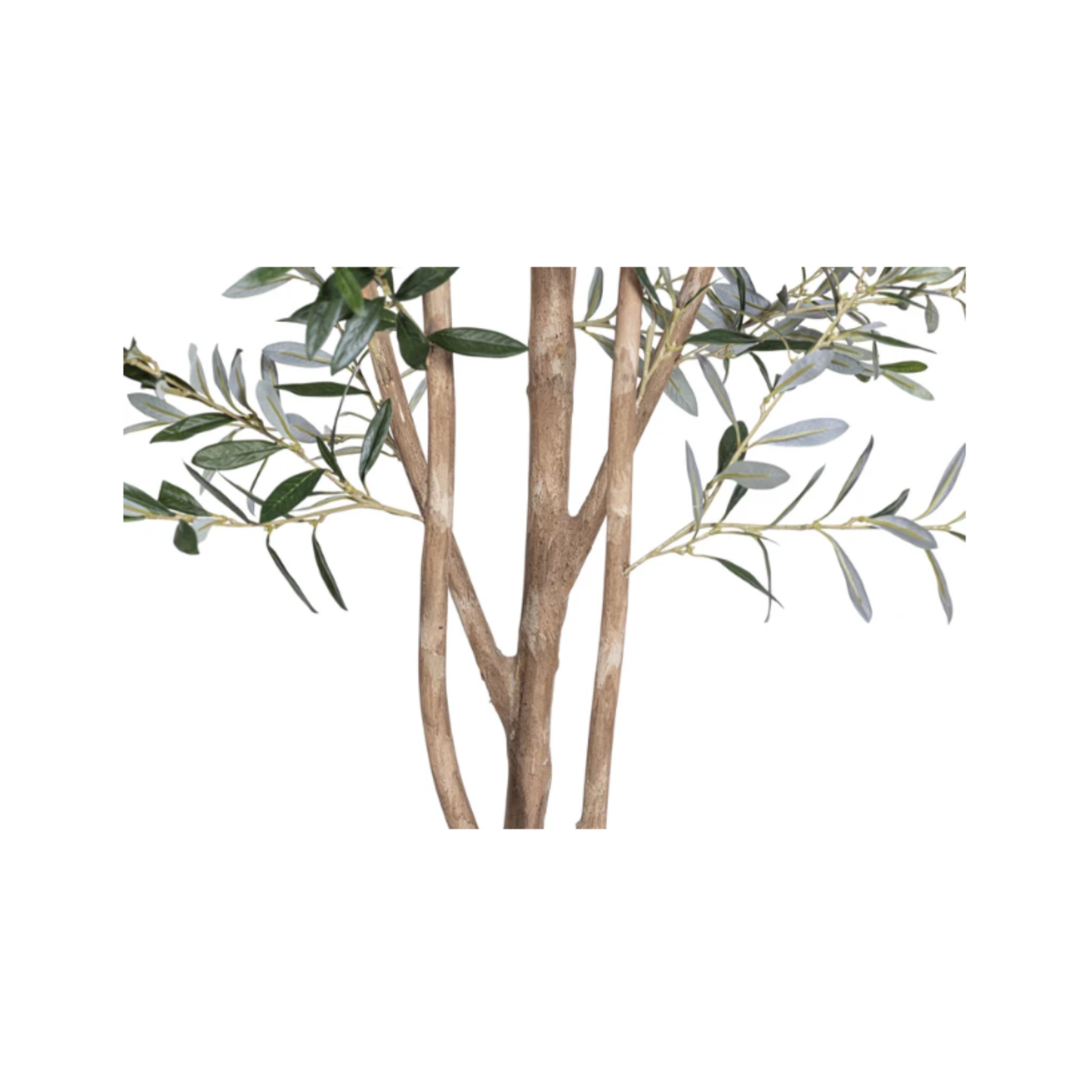 Olive Tree | 7'