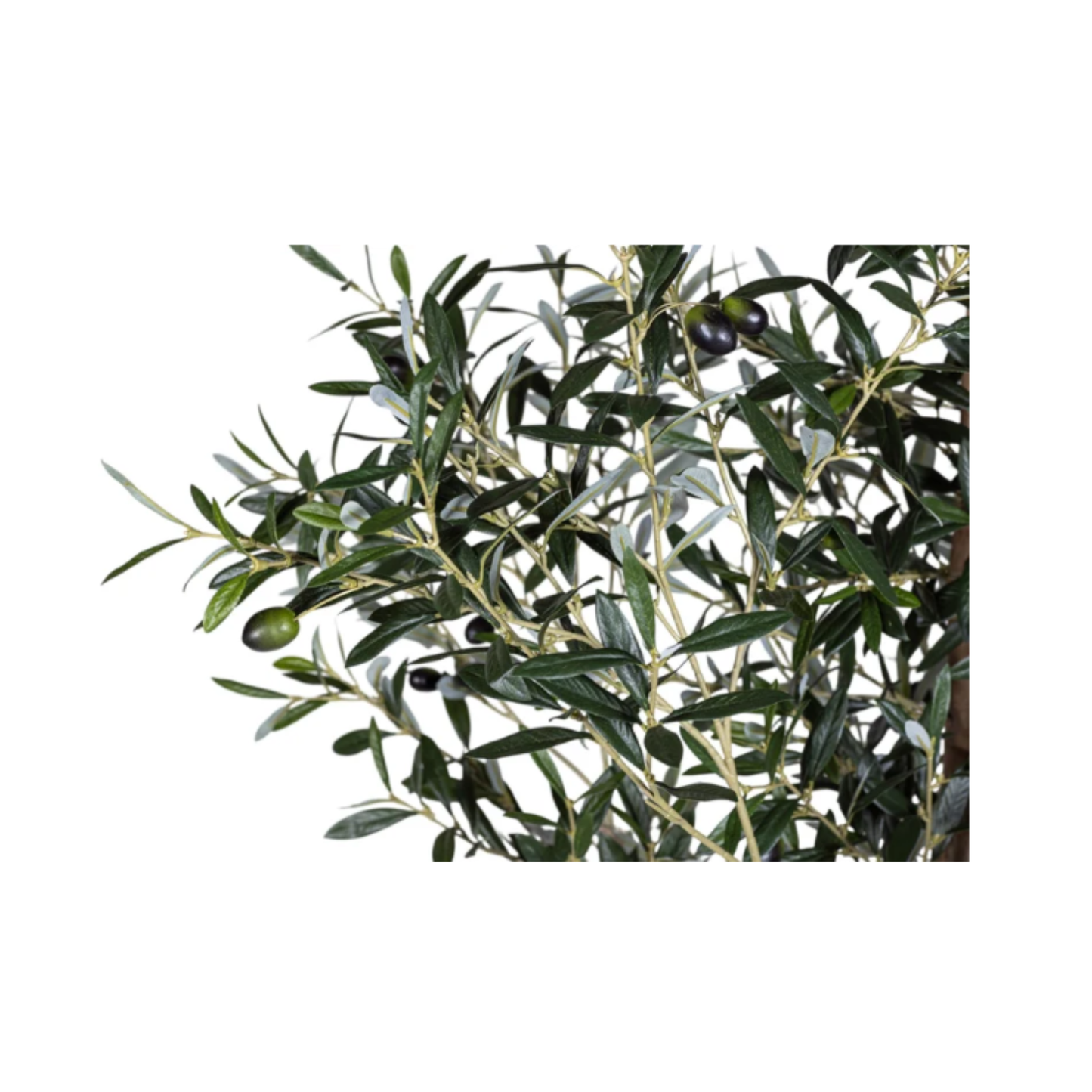 Olive Tree | 7'