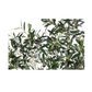 Olive Tree | 7'