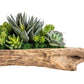 Driftwood Succulent Arrangement