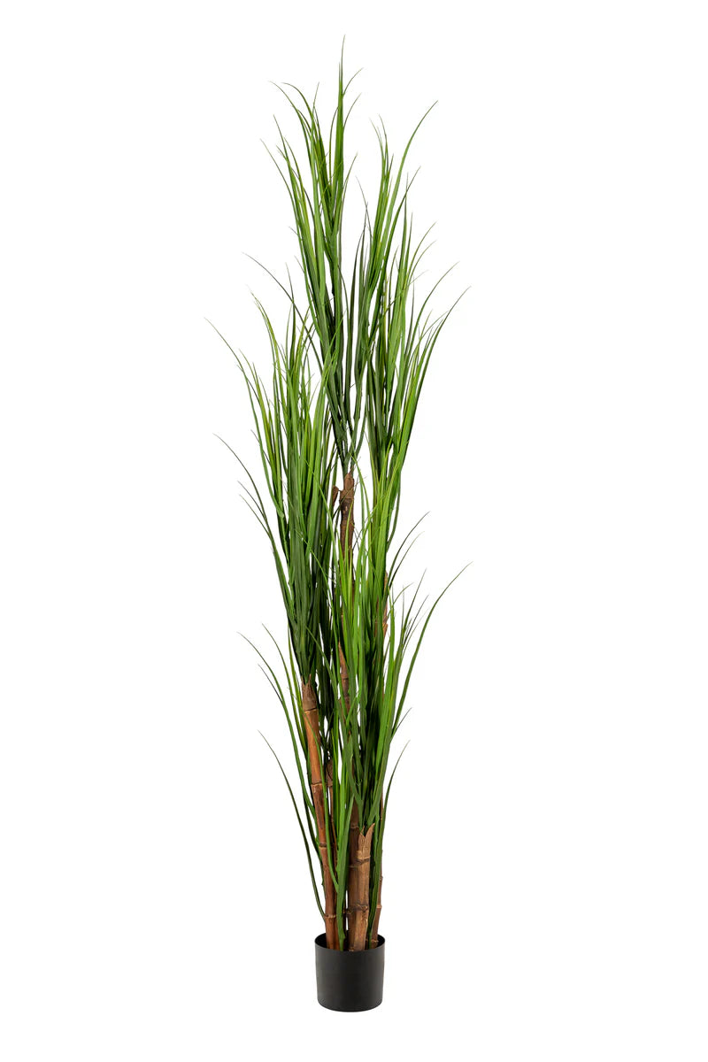 Reed Plant | 7'