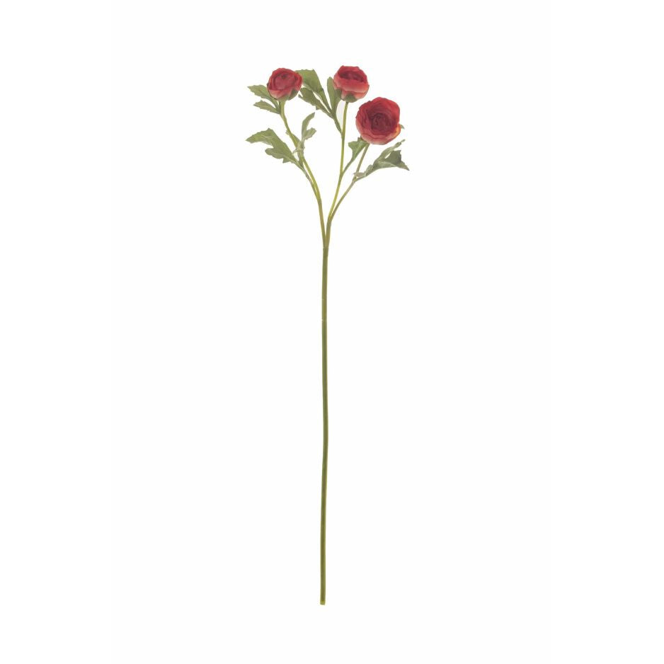 Coral Ranunculus Stem