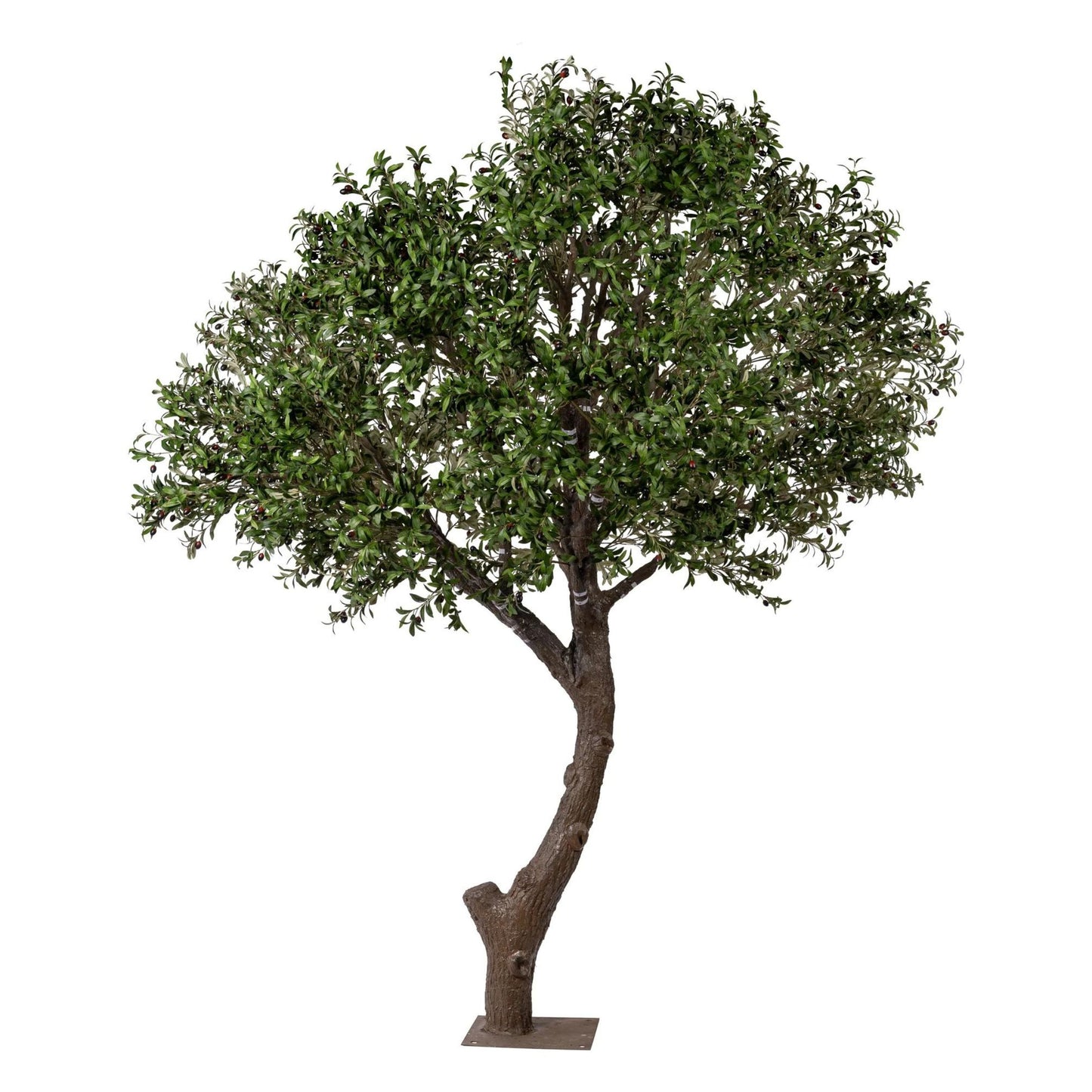 Thick Trunk Olive Tree | 10'