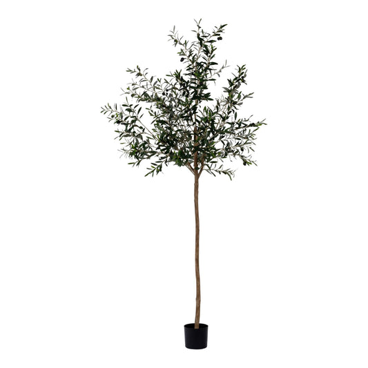 Olive Tree | 7'