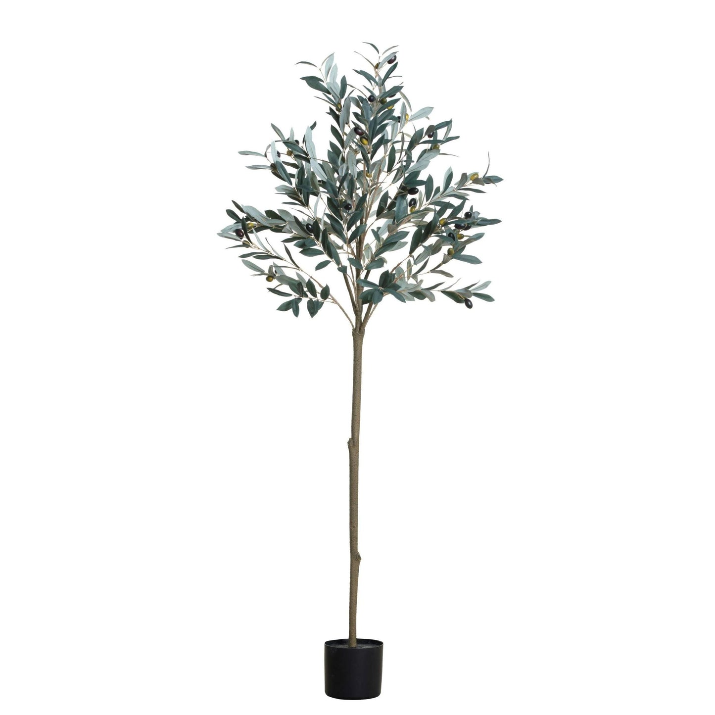 Olive Tree | 5'