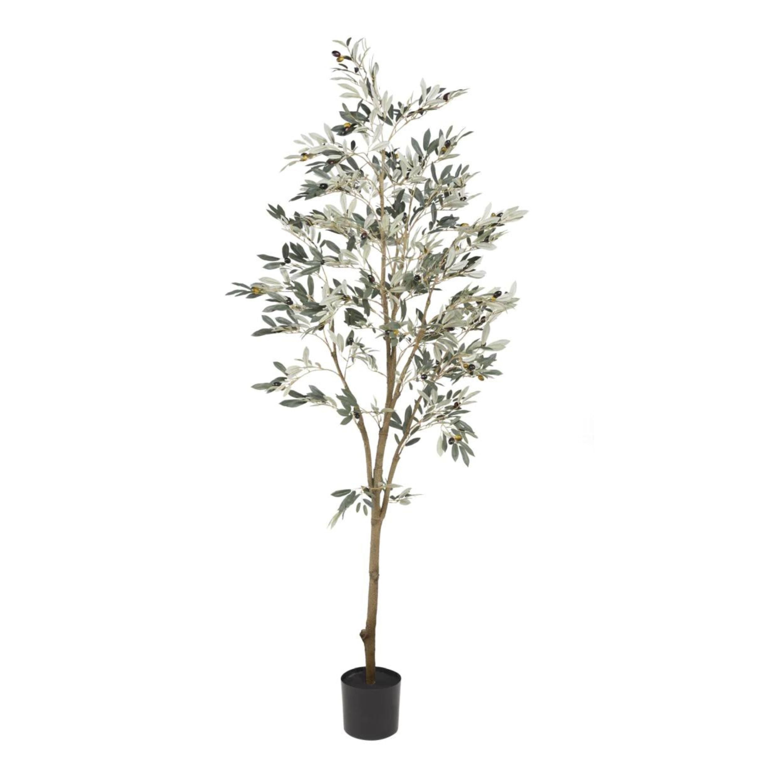 Olive Tree | 5'