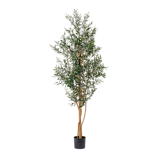Olive Tree | 7.5'