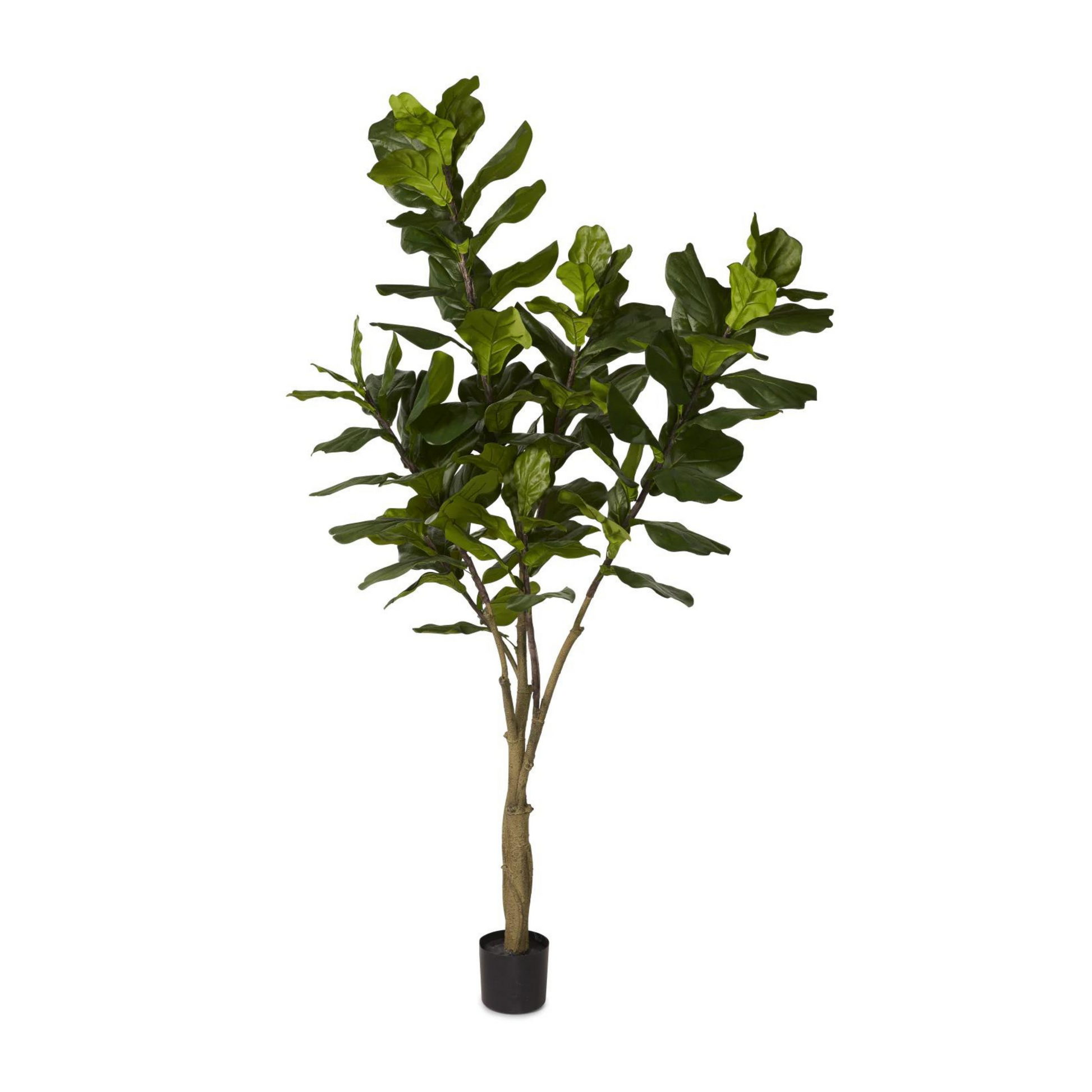 7' fiddle leaf fig tree Fiddle Leaf Fig Tree