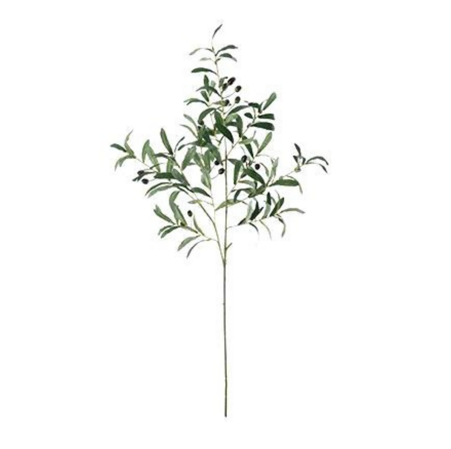 20" Olive branch