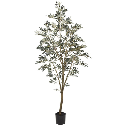 Olive Tree | 7'