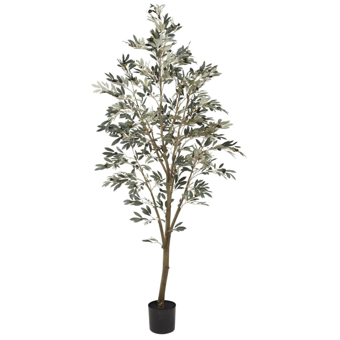 Olive Tree | 8'